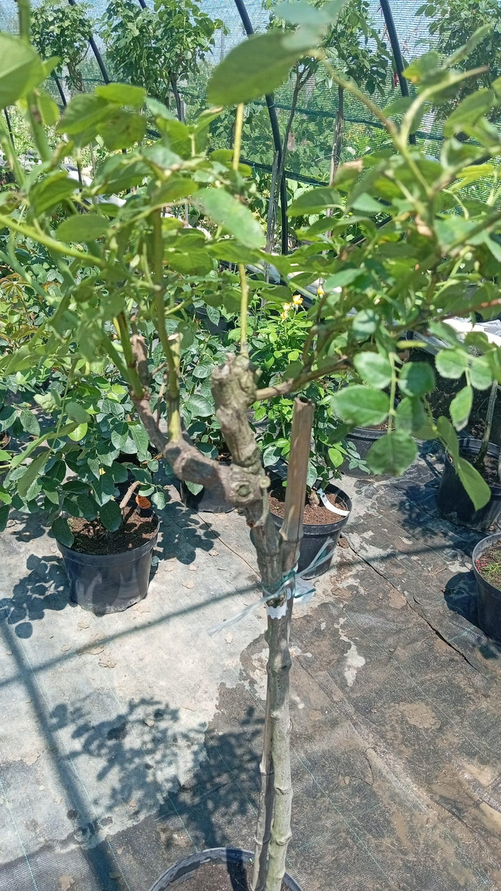 Trandafir Pomisor Graham Thomas