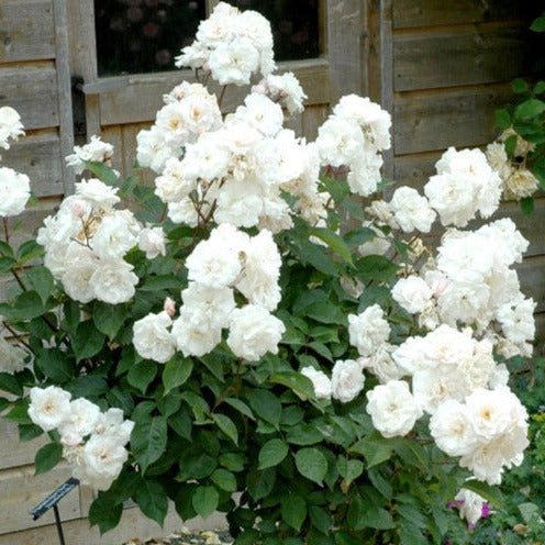 Trandafir Pomisor Iceberg Butasi trandafiri de gradina butași trandafiri de grădină