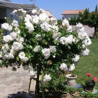 Trandafir Pomisor Iceberg Butasi trandafiri de gradina butași trandafiri de grădină