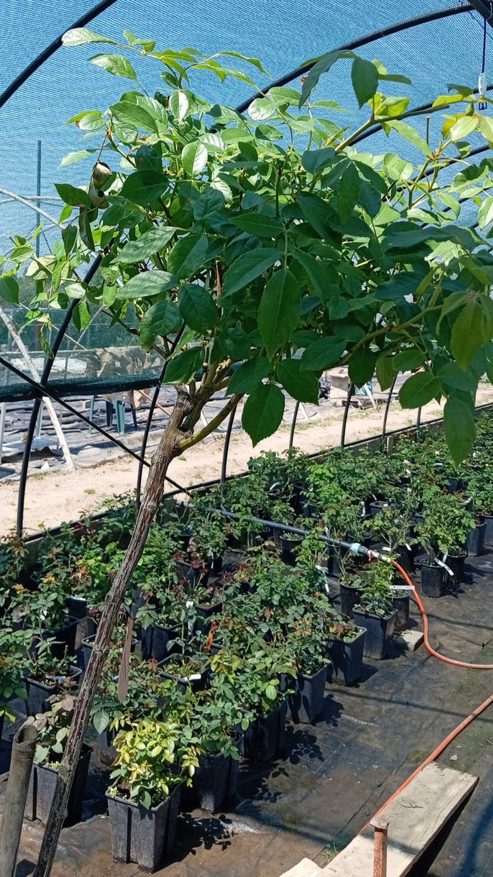 Trandafir Pomisor Iceberg