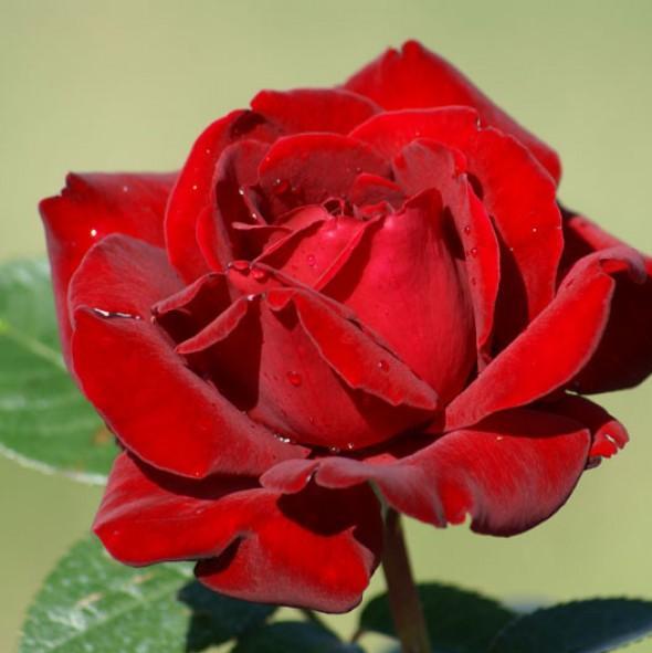 Trandafir Pomisor Ingrid Bergman Butasi trandafiri de gradina butași trandafiri de grădină