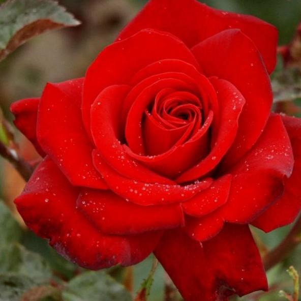 Trandafir Pomisor Ingrid Bergman Butasi trandafiri de gradina butași trandafiri de grădină