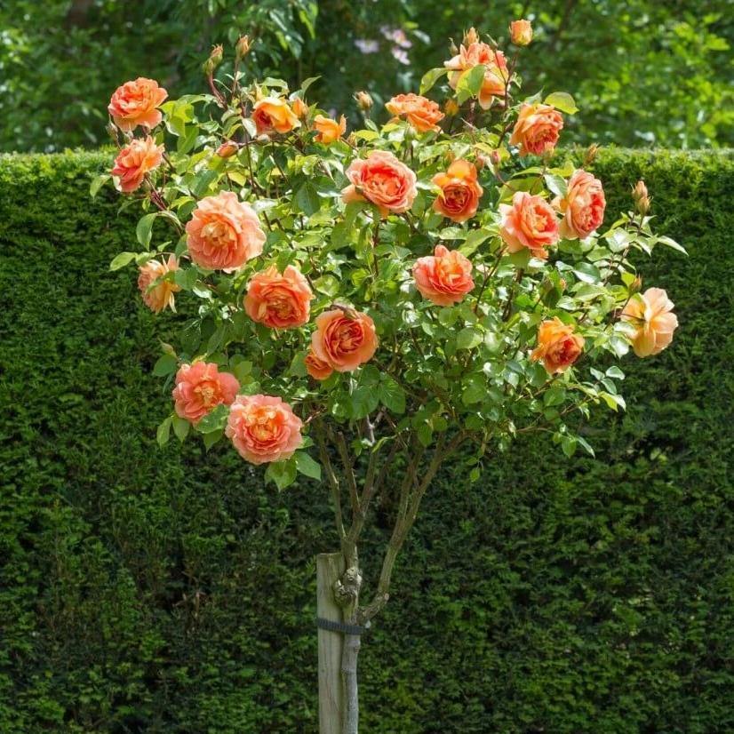 Trandafir Pomisor Lady of Shalott Butasi trandafiri de gradina butași trandafiri de grădină