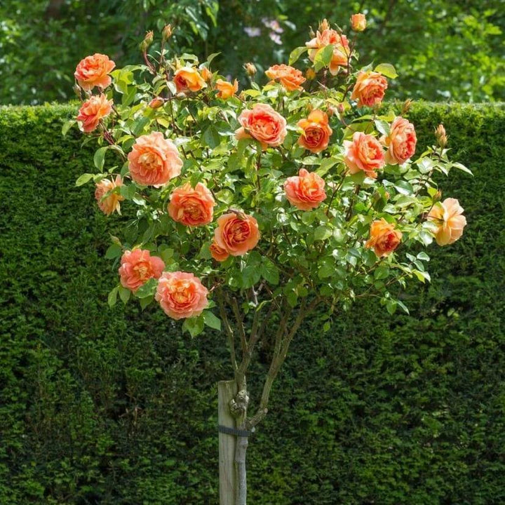 Trandafir Pomisor Lady of Shalott Butasi trandafiri de gradina butași trandafiri de grădină