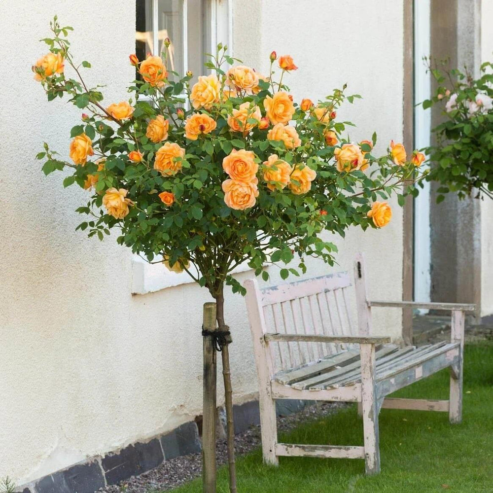 Trandafir Pomisor Lady of Shalott Butasi trandafiri de gradina butași trandafiri de grădină