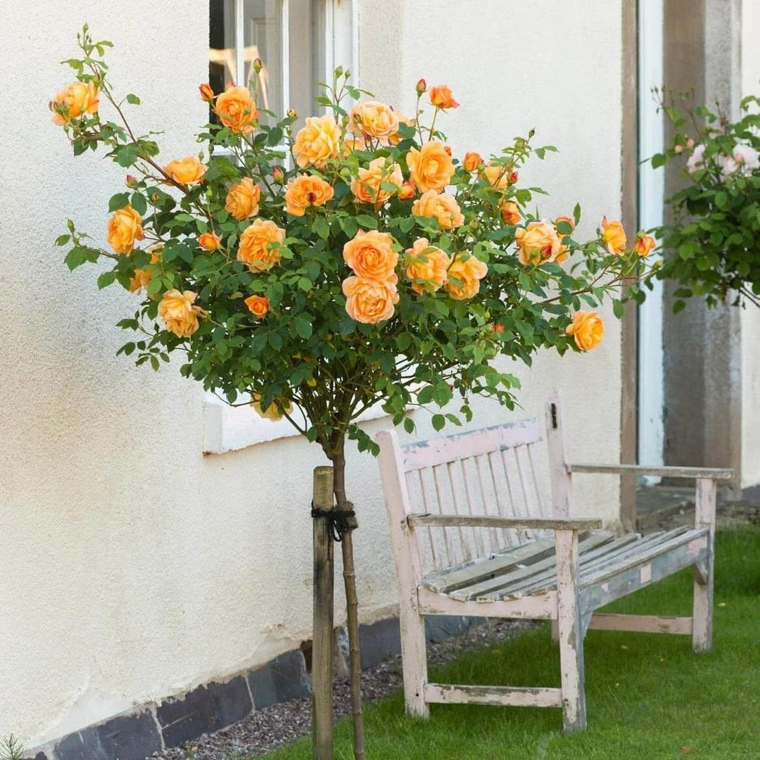 Trandafir Pomisor Lady of Shalott Butasi trandafiri de gradina butași trandafiri de grădină