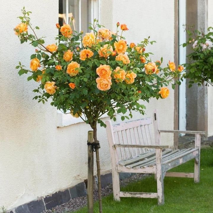 Trandafir Pomisor Lady of Shalott Butasi trandafiri de gradina butași trandafiri de grădină