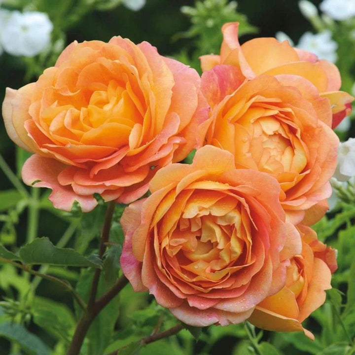 Trandafir Pomisor Lady of Shalott Butasi trandafiri de gradina butași trandafiri de grădină