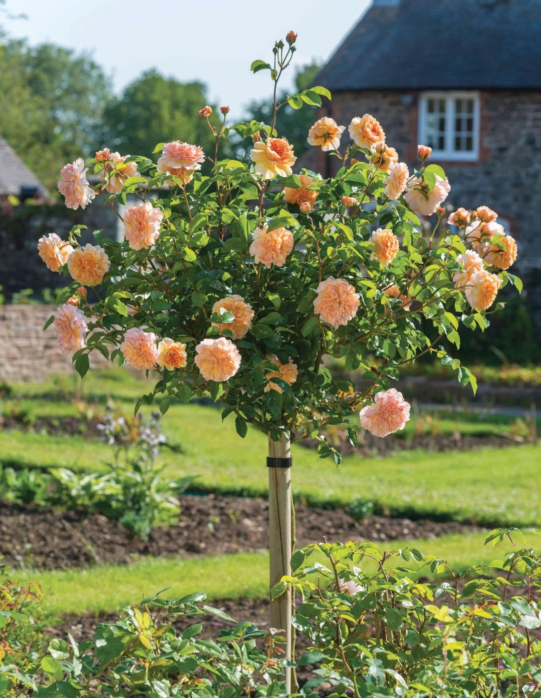 Trandafir Pomisor Lady of Shalott Butasi trandafiri de gradina butași trandafiri de grădină