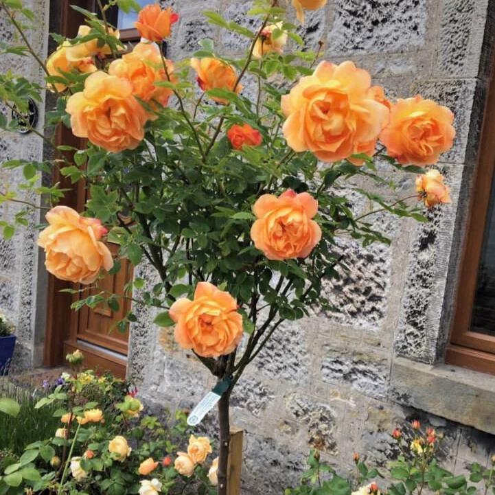 Trandafir Pomisor Lady of Shalott Butasi trandafiri de gradina butași trandafiri de grădină