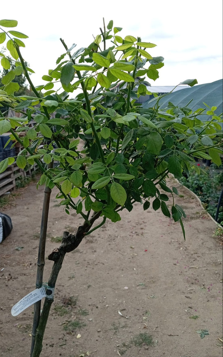 Trandafir Pomisor Lady of Shalott