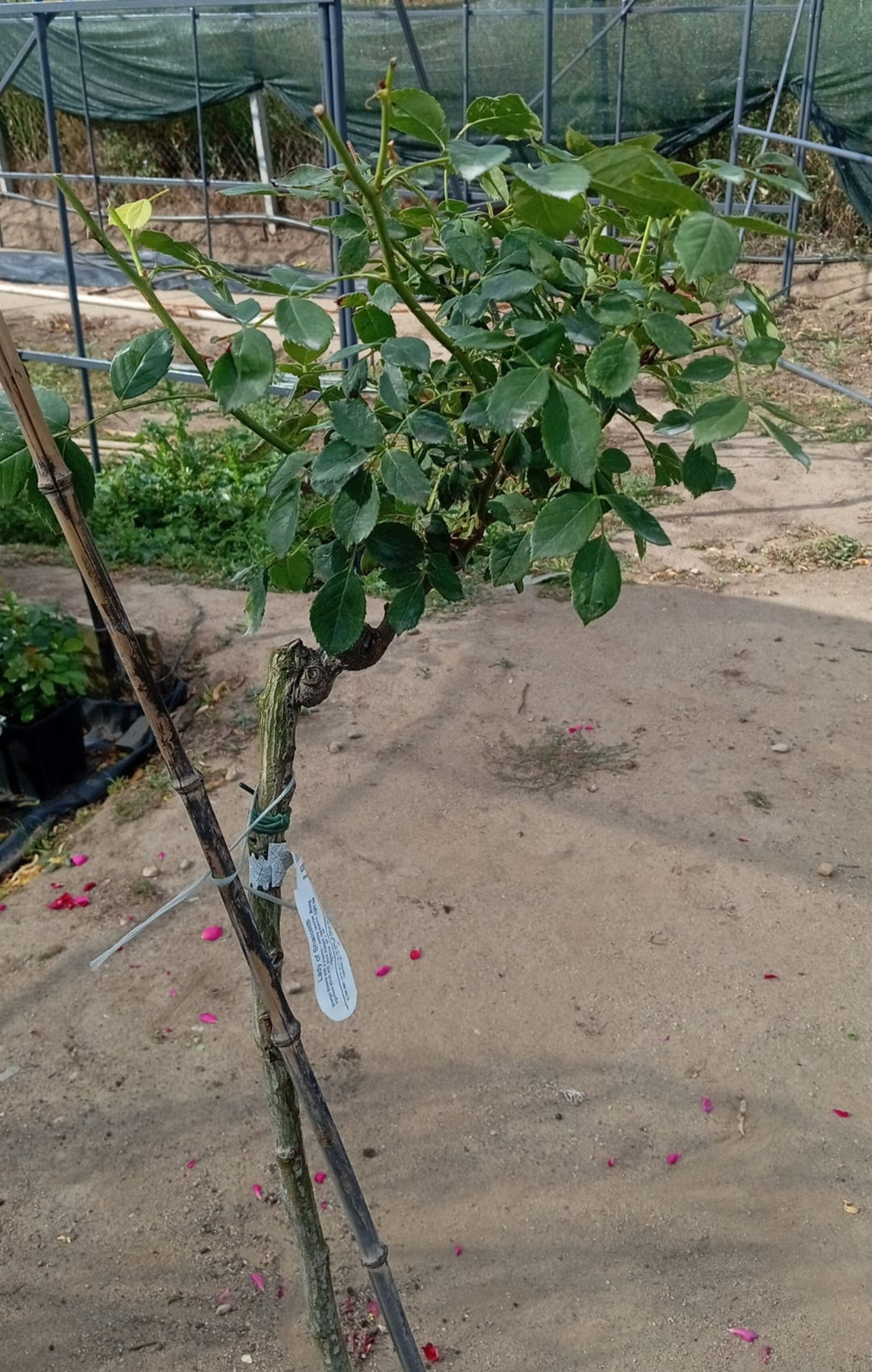 Trandafir Pomisor Lady of Shalott