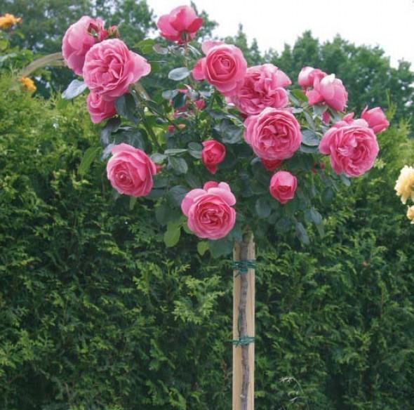 Trandafir Pomisor Leonardo da Vinci Butasi trandafiri de gradina butași trandafiri de grădină