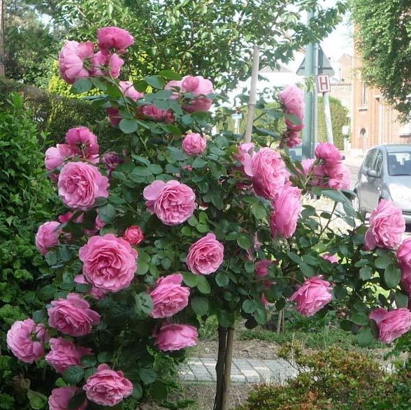 Trandafir Pomisor Leonardo da Vinci Butasi trandafiri de gradina butași trandafiri de grădină