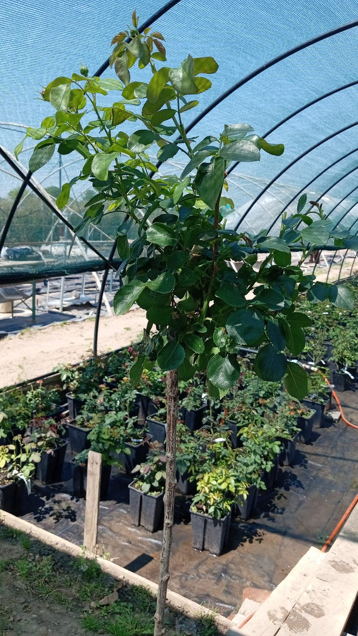 Trandafir Pomisor Leonardo da Vinci