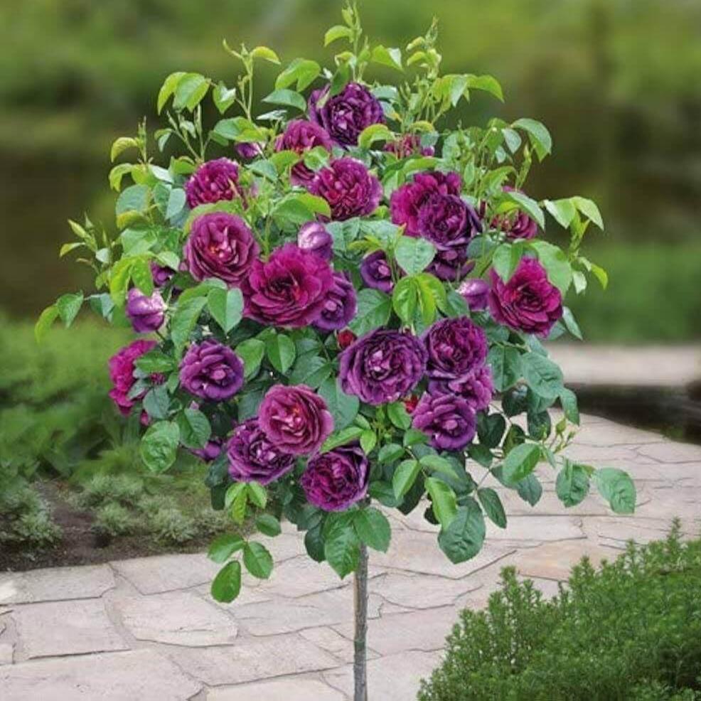 Trandafir Pomisor Minerva Trandafir Pomisor butași trandafiri de grădină