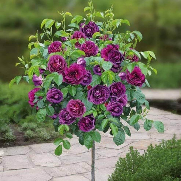 Trandafir Pomisor Minerva Trandafir Pomisor butași trandafiri de grădină