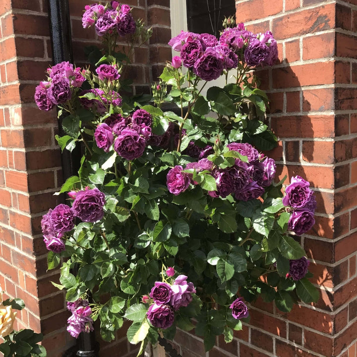 Trandafir Pomisor Minerva Trandafir Pomisor butași trandafiri de grădină