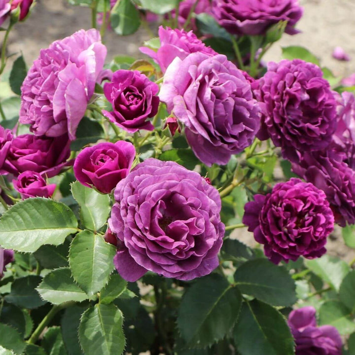 Trandafir Pomisor Minerva Trandafir Pomisor butași trandafiri de grădină