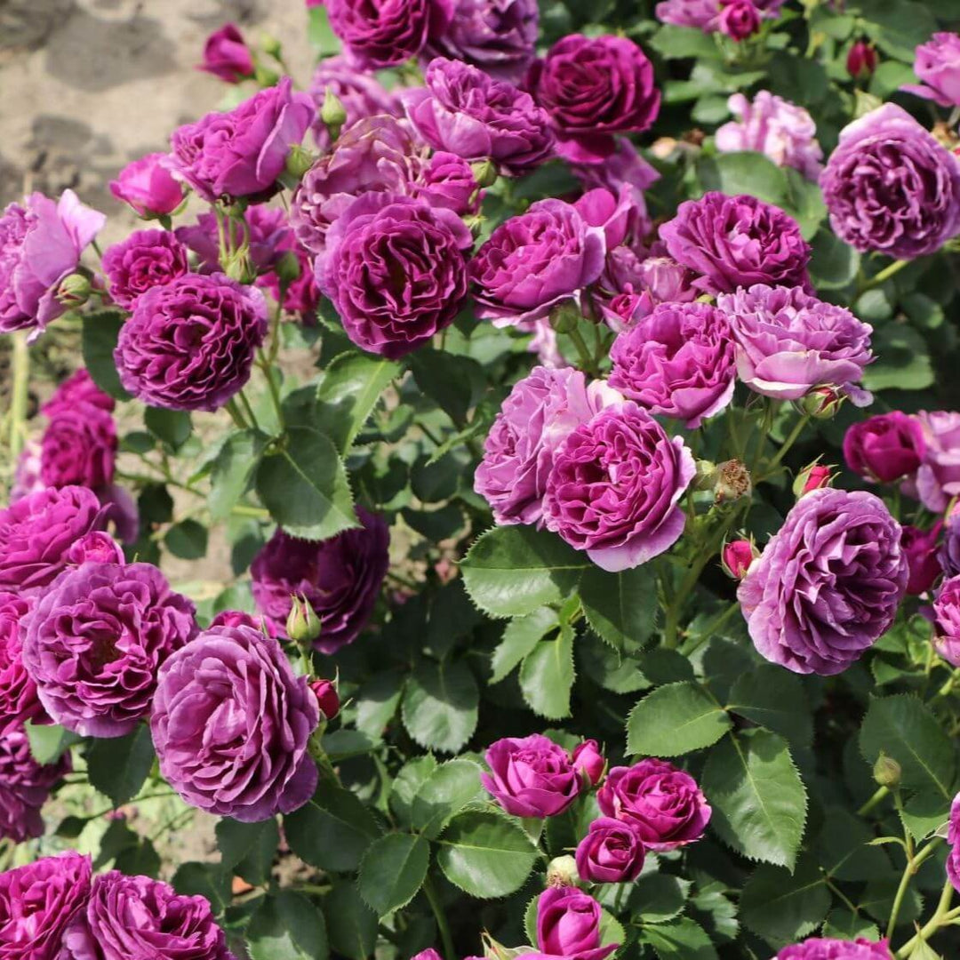 Trandafir Pomisor Minerva Trandafir Pomisor butași trandafiri de grădină