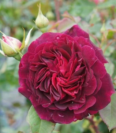 Trandafir Pomisor Munstead Wood Butasi trandafiri de gradina butași trandafiri de grădină