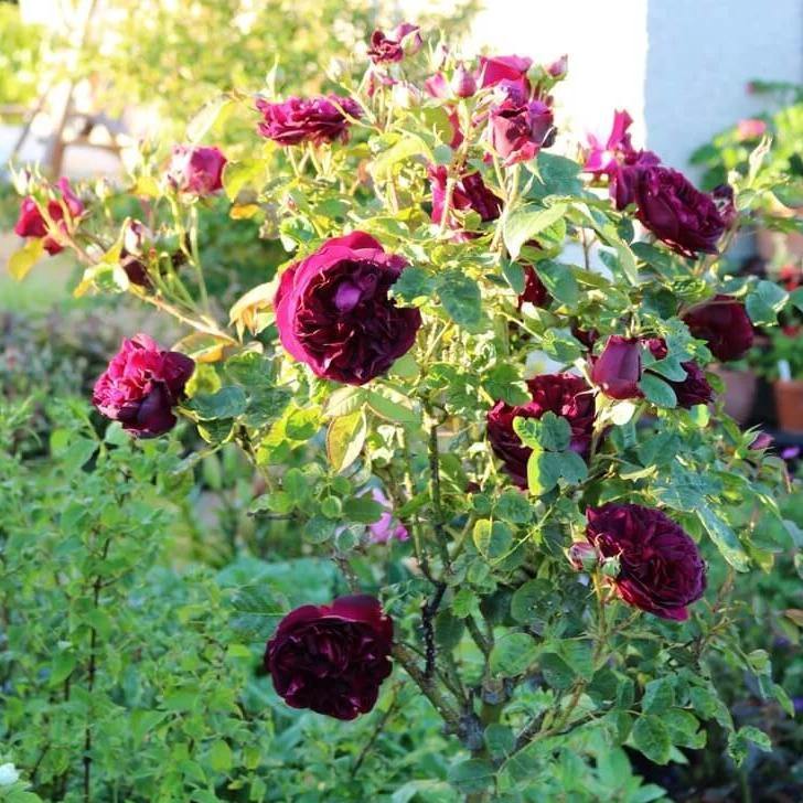 Trandafir Pomisor Munstead Wood Butasi trandafiri de gradina butași trandafiri de grădină