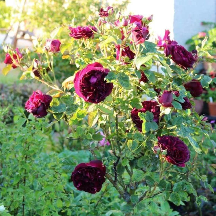 Trandafir Pomisor Munstead Wood Butasi trandafiri de gradina butași trandafiri de grădină