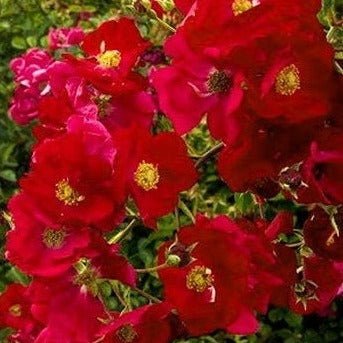 Trandafir Pomisor Plangator Simply Red Butasi trandafiri de gradina butași trandafiri de grădină