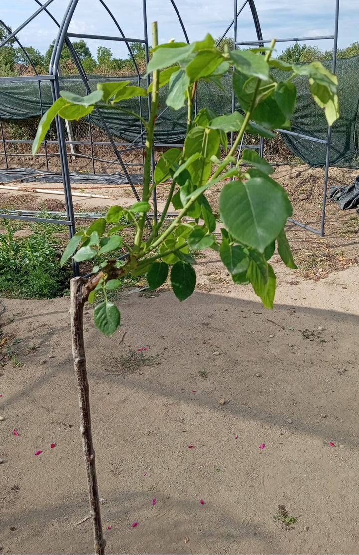 Trandafir Pomisor Pullman Orient Express