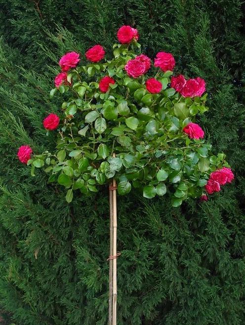 Trandafir Pomisor Red Leonardo da Vinci Butasi trandafiri de gradina butași trandafiri de grădină