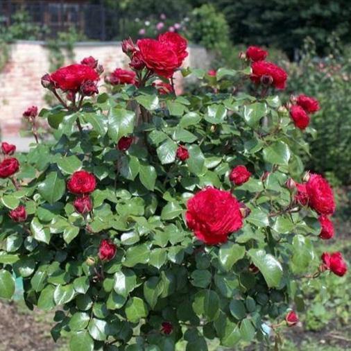 Trandafir Pomisor Red Leonardo da Vinci Butasi trandafiri de gradina butași trandafiri de grădină