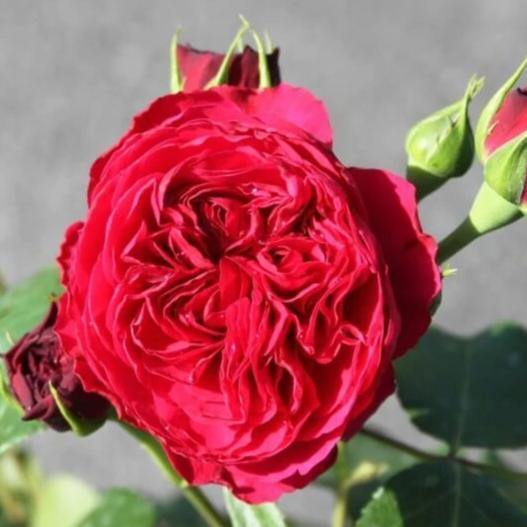 Trandafir Pomisor Red Leonardo da Vinci Butasi trandafiri de gradina butași trandafiri de grădină