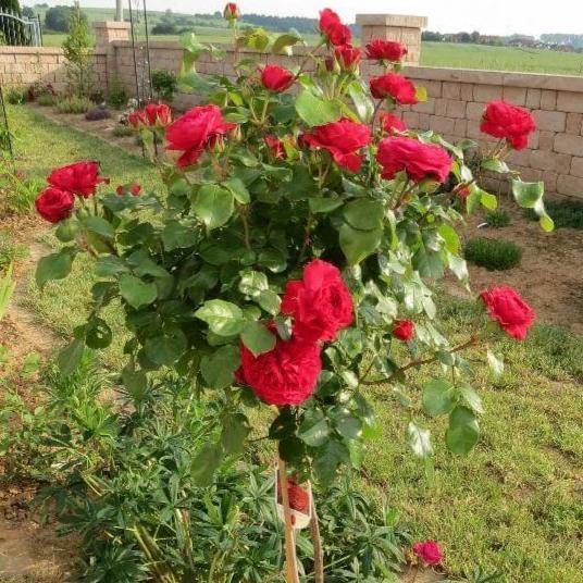 Trandafir Pomisor Red Leonardo da Vinci Butasi trandafiri de gradina butași trandafiri de grădină