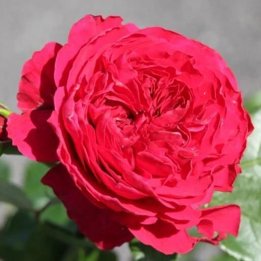 Trandafir Pomisor Red Leonardo da Vinci Butasi trandafiri de gradina butași trandafiri de grădină