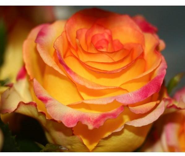 Trandafir Pomisor Rumba Butasi trandafiri de gradina butași trandafiri de grădină