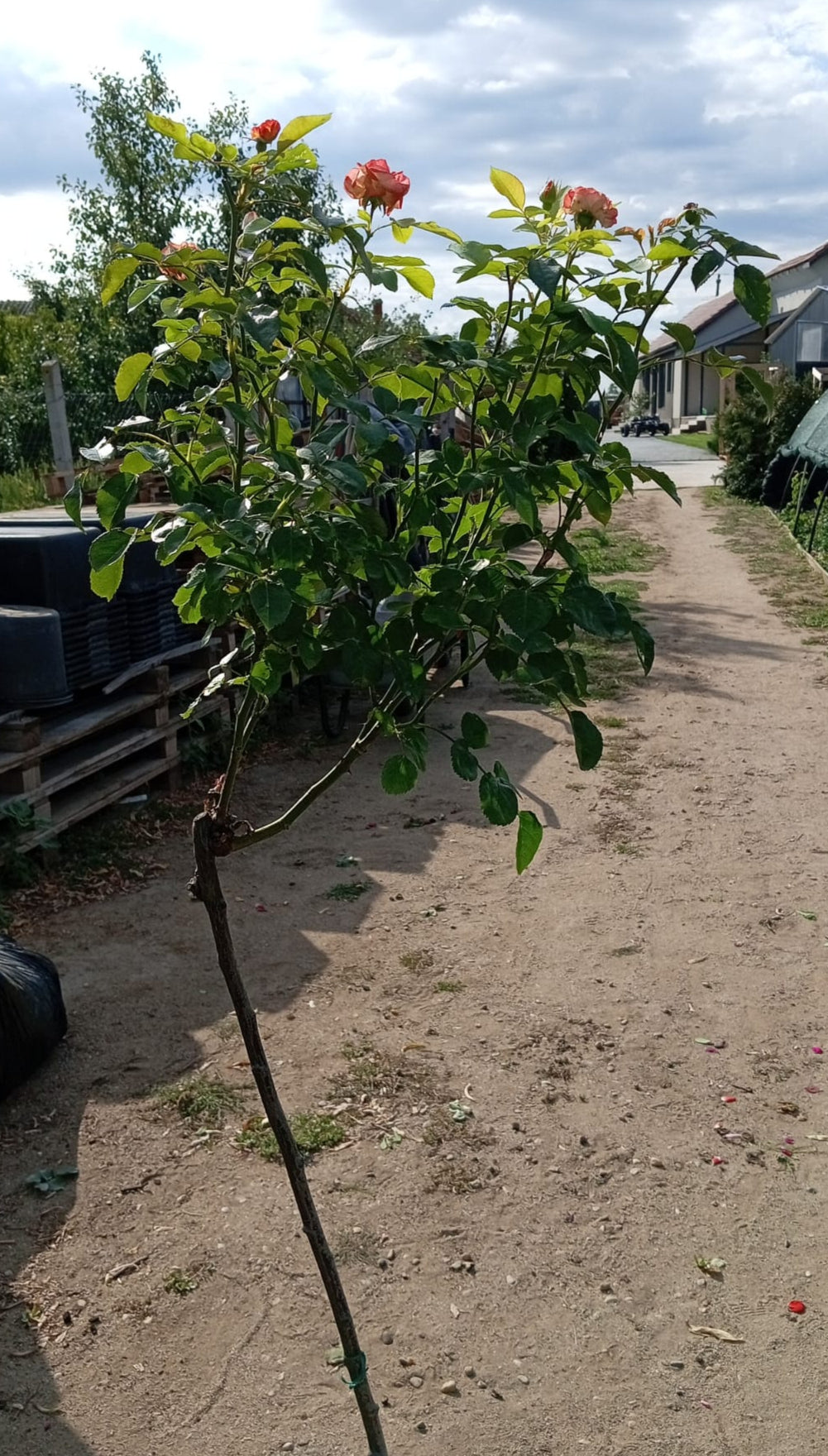 Trandafir Pomisor Rumba