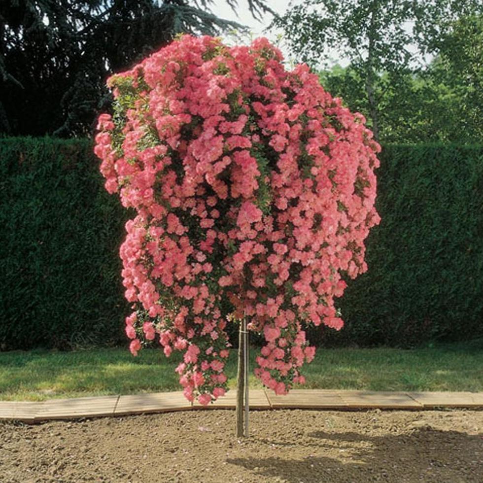 Trandafir Pomisor Schuss Butasi trandafiri de gradina butași trandafiri de grădină