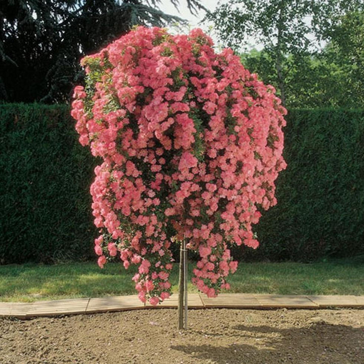 Trandafir Pomisor Schuss Butasi trandafiri de gradina butași trandafiri de grădină