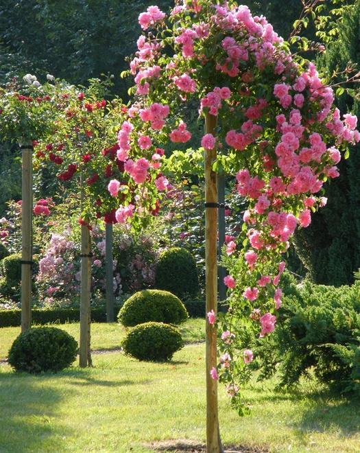 Trandafir Pomisor Schuss Butasi trandafiri de gradina butași trandafiri de grădină