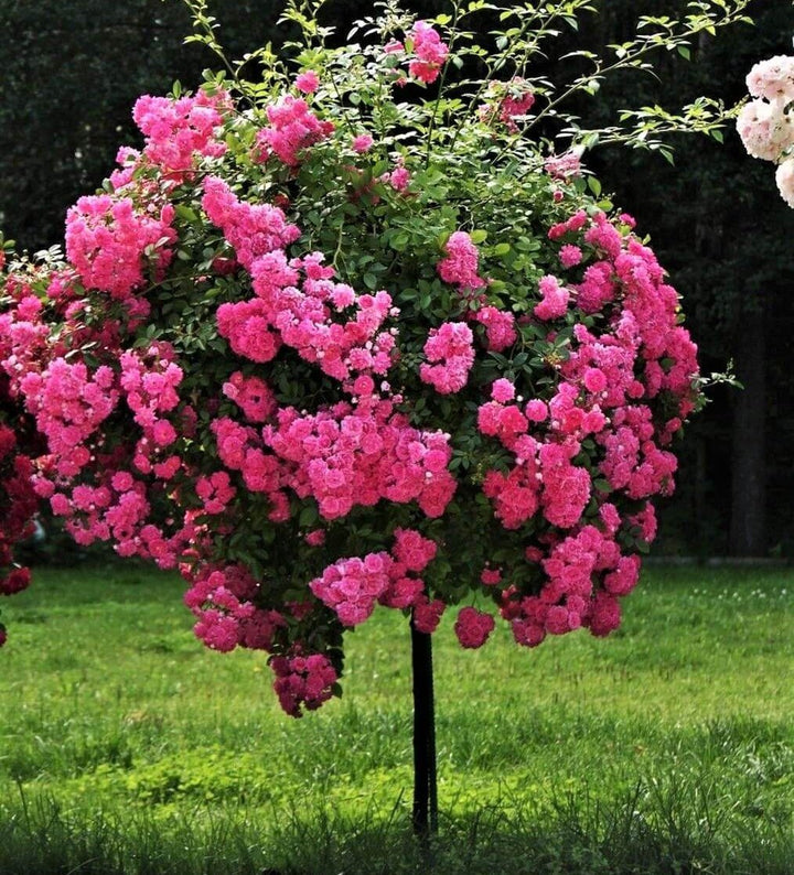 Trandafir Pomisor Super Excelsa Butasi trandafiri de gradina butași trandafiri de grădină