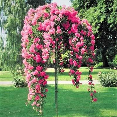 Trandafir Pomisor Super Excelsa Butasi trandafiri de gradina butași trandafiri de grădină