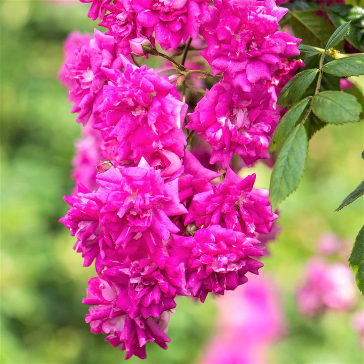 Trandafir Pomisor Super Excelsa Butasi trandafiri de gradina butași trandafiri de grădină