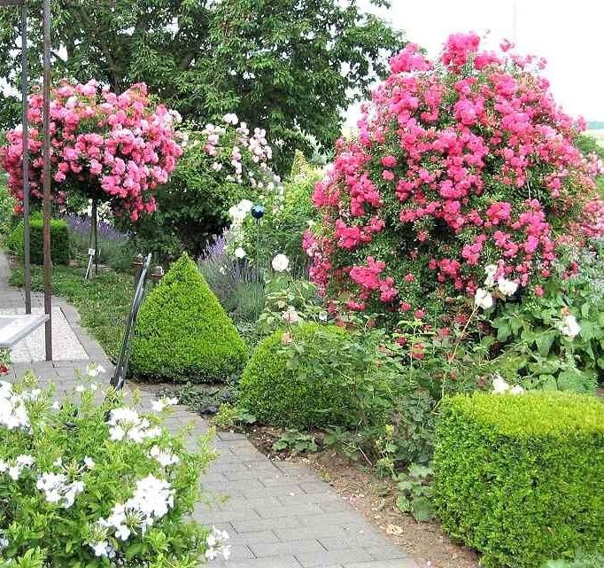 Trandafir Pomisor Super Excelsa Butasi trandafiri de gradina butași trandafiri de grădină