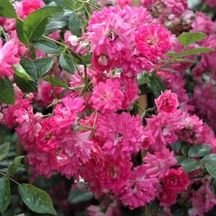 Trandafir Pomisor Super Excelsa Butasi trandafiri de gradina butași trandafiri de grădină