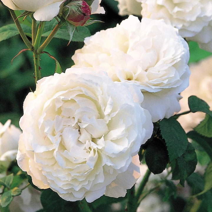 Trandafir Pomisor Winchester Cathedral Butasi trandafiri de gradina butași trandafiri de grădină