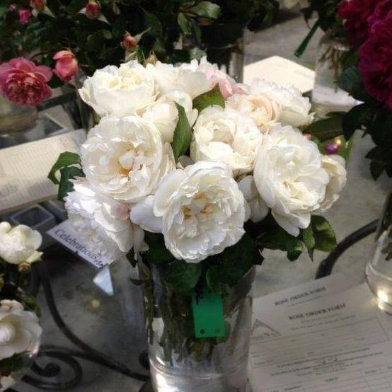 Trandafir Pomisor Winchester Cathedral Butasi trandafiri de gradina butași trandafiri de grădină