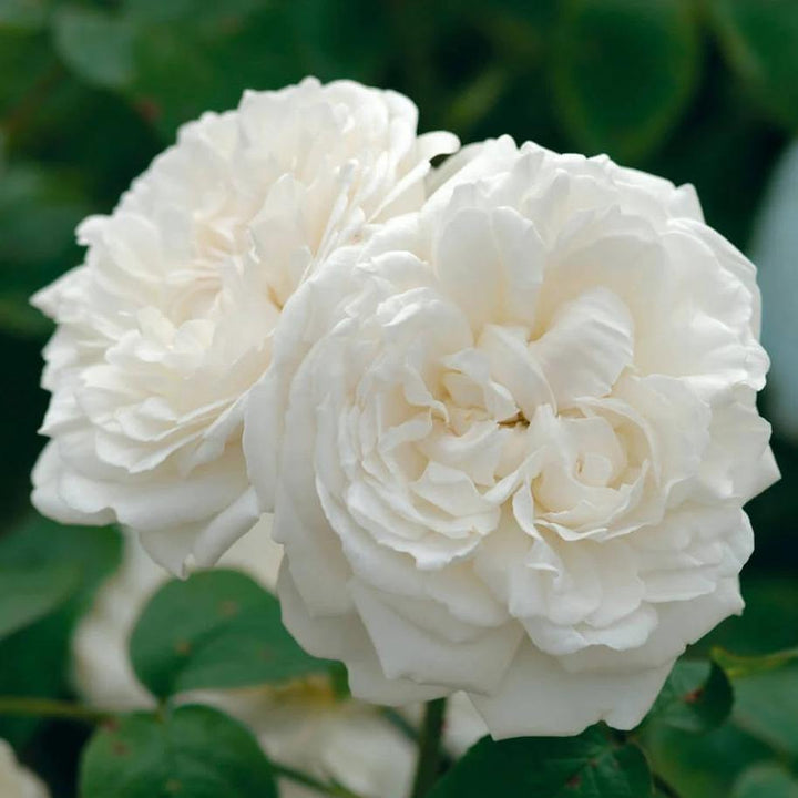 Trandafir Pomisor Winchester Cathedral Butasi trandafiri de gradina butași trandafiri de grădină