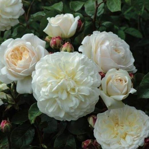 Tranquility Trandafir Englezesc Floribunda butași trandafiri de grădină