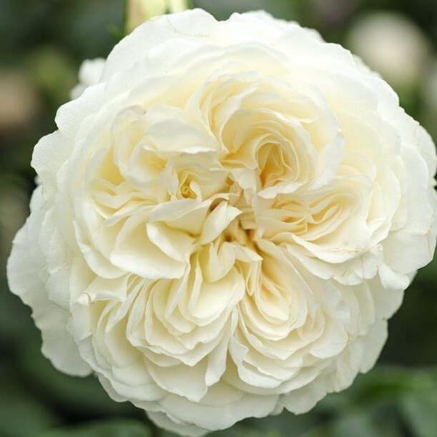 Tranquility Trandafir Englezesc Floribunda butași trandafiri de grădină