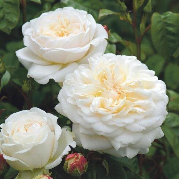 Tranquility Trandafir Englezesc Floribunda butași trandafiri de grădină